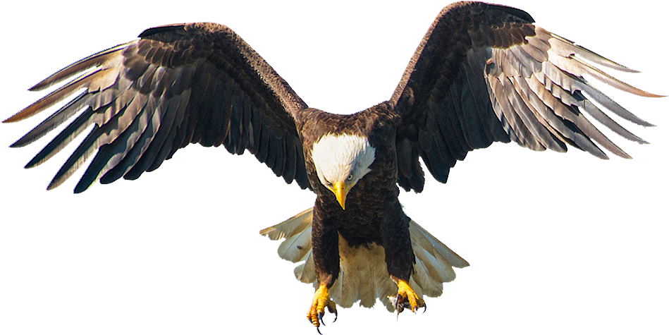 Bald Eagle Image